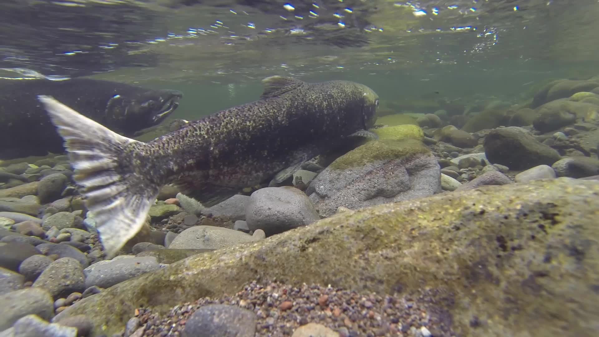 Two adult Chinook salmon holding over cobble in clear shallow river water.