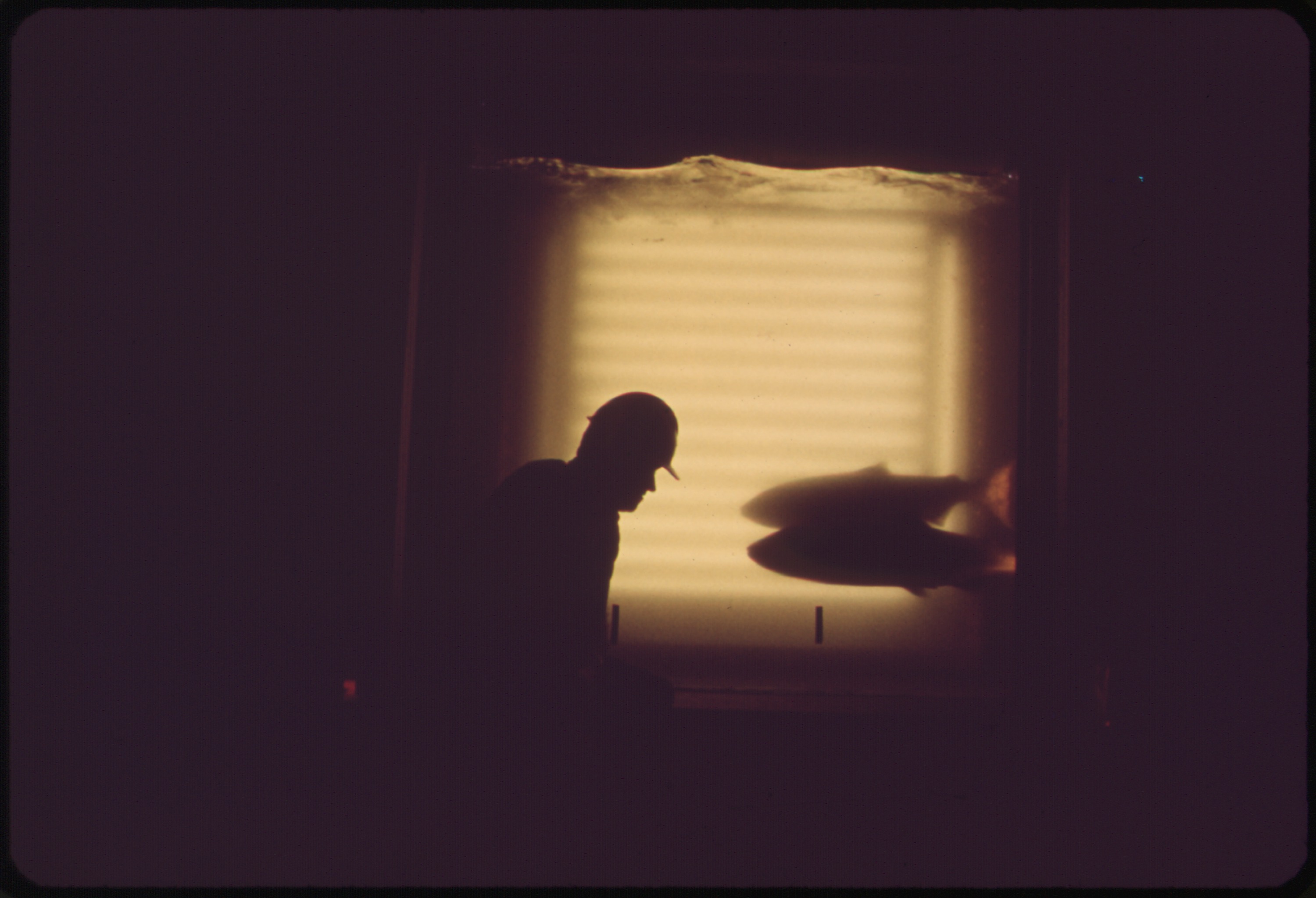 Silhouette of a fish counter at a lit viewing window inside Bonneville Dam, a salmon passing behind the glass.
